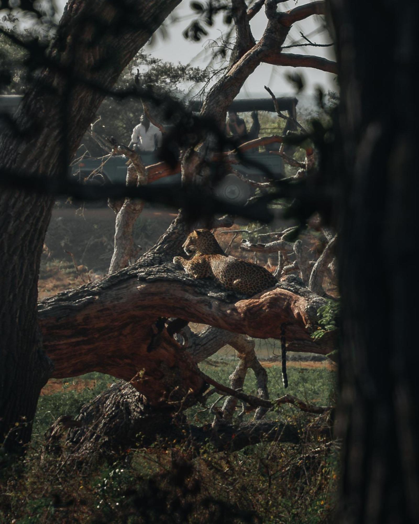 Hotel Wild Trails Yala By Suri Esterno foto